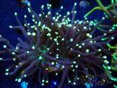WYSIWYG Euphyllia glabrescens (Maricoltura acclimatata sotto LED) 8D4