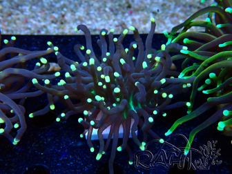 WYSIWYG Euphyllia glabrescens (Marikultur akklimatisiert unter LED) 8D5