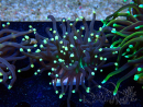 WYSIWYG Euphyllia glabrescens (Marikultur akklimatisiert unter LED) 8D5