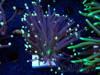 WYSIWYG Euphyllia glabrescens (Mariculture acclimated under LED) 8D6