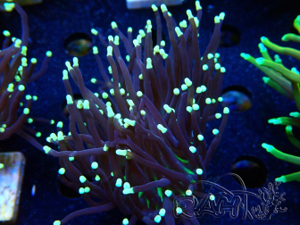 WYSIWYG Euphyllia glabrescens (Marikultur, akklimatisiert unter LED) 8N1