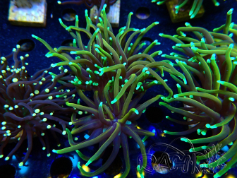 WYSIWYG Euphyllia glabrescens (Mariculture acclimaté sous LED) 8D8