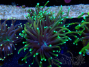WYSIWYG Euphyllia glabrescens (Mariculture acclimated under LED) 8E1