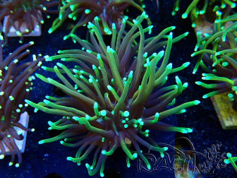 WYSIWYG Euphyllia glabrescens (Maricultura aclimatada bajo LED) 8E2