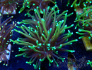 WYSIWYG Euphyllia glabrescens (Maricultura aclimatada bajo LED) 8E2
