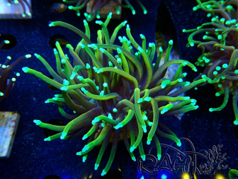 WYSIWYG Euphyllia glabrescens (Mariculture acclimaté sous LED) 8E3