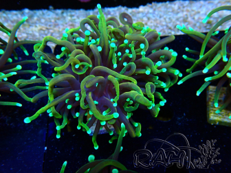 WYSIWYG Euphyllia glabrescens (Maricoltura acclimatata sotto LED) 8E5