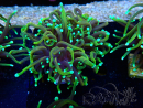 WYSIWYG Euphyllia glabrescens (Maricoltura acclimatata sotto LED) 8E5