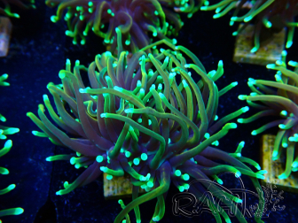 WYSIWYG Euphyllia glabrescens (Marikultur akklimatisiert unter LED) 8E6
