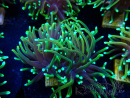WYSIWYG Euphyllia glabrescens (Marikultur akklimatisiert unter LED) 8E6