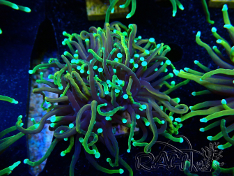 WYSIWYG Euphyllia glabrescens (Maricoltura acclimatata sotto LED) 8N3