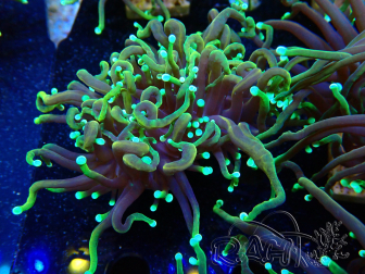 WYSIWYG Euphyllia glabrescens Super Bright (Mariculture acclimaté sous LED) 8E8
