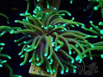 WYSIWYG Euphyllia glabrescens (Mariculture acclimaté sous LED) 8F2