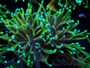 WYSIWYG Euphyllia glabrescens (Mariculture acclimaté sous LED) 8F3