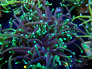 WYSIWYG Euphyllia glabrescens (Marikultur akklimatisiert unter LED) 8F4