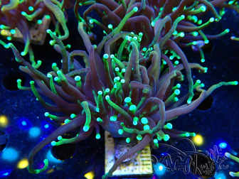 WYSIWYG Euphyllia glabrescens (Maricultura aclimatada bajo LED) 8F5