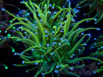 WYSIWYG Euphyllia glabrescens (Mariculture acclimated under LED) 8F6