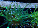 WYSIWYG Euphyllia glabrescens (Mariculture acclimated under LED) 8N5