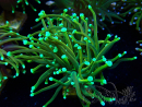 WYSIWYG Euphyllia glabrescens (Mariculture acclimaté sous LED) 8F8