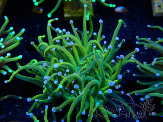 WYSIWYG Euphyllia glabrescens Super Bright (Maricultura aclimatada bajo LED) 8G1
