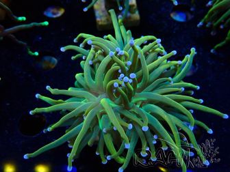 WYSIWYG Euphyllia glabrescens (Mariculture acclimated under LED) 8G3