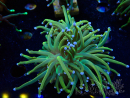 WYSIWYG Euphyllia glabrescens (Mariculture acclimaté sous LED) 8G3