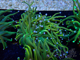WYSIWYG Euphyllia glabrescens (Maricultura aclimatada bajo LED) 8G4