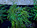 WYSIWYG Euphyllia glabrescens (Maricultura aclimatada bajo LED) 8G4