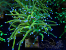 WYSIWYG Euphyllia glabrescens (Mariculture acclimated under LED) 8G5