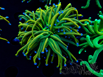 WYSIWYG Euphyllia glabrescens (Mariculture acclimated under LED) 8G6