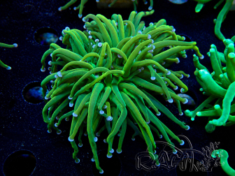 WYSIWYG Euphyllia glabrescens (Mariculture acclimated under LED) 8G6