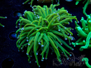 WYSIWYG Euphyllia glabrescens (Mariculture acclimaté sous LED) 8G6
