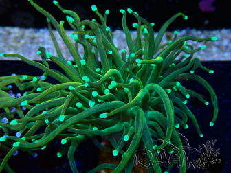 WYSIWYG Euphyllia glabrescens (Mariculture acclimaté sous LED) 8G7