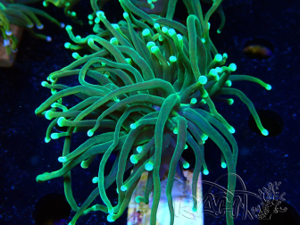 WYSIWYG Euphyllia glabrescens (Mariculture acclimaté sous LED) 8A7
