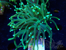 WYSIWYG Euphyllia glabrescens (Mariculture acclimaté sous LED) 8G8
