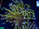 WYSIWYG Euphyllia glabrescens (Mariculture acclimaté sous LED) 8H4