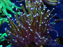 WYSIWYG Euphyllia glabrescens (Mariculture acclimated under LED) 8H6