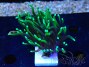 WYSIWYG Euphyllia glabrescens (Mariculture acclimaté sous LED) 8C7