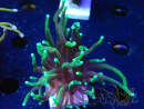 WYSIWYG Euphyllia glabrescens (Mariculture acclimaté sous LED) 8H8