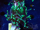 WYSIWYG Euphyllia glabrescens (Maricultura acclimatata sotto LED) 8I1