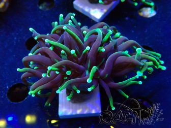 WYSIWYG Euphyllia glabrescens (Acuicultura maricultura aclimatada bajo LED) 8I3