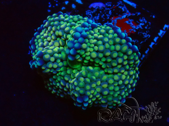 WYSIWYG - Ricordea florida 13D6