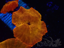 WYSIWYG - RAH Discosoma 24K Gold 13F2