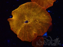 WYSIWYG - RAH Discosoma 24K Gold 13F3