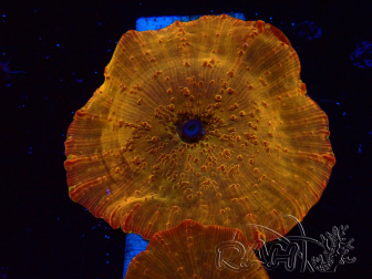 WYSIWYG - RAH Discosoma 24K Gold 13F4