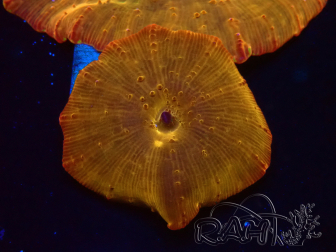 WYSIWYG - RAH Discosoma 24K Gold