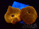 WYSIWYG - RAH Discosoma 24K Gold 13F6