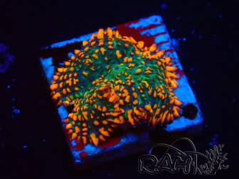 WYSIWYG - Rhodactis 13G4