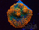WYSIWYG - Rhodactis 13G6