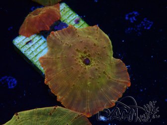 WYSIWYG - RAH Discosoma 24K Gold 13F2